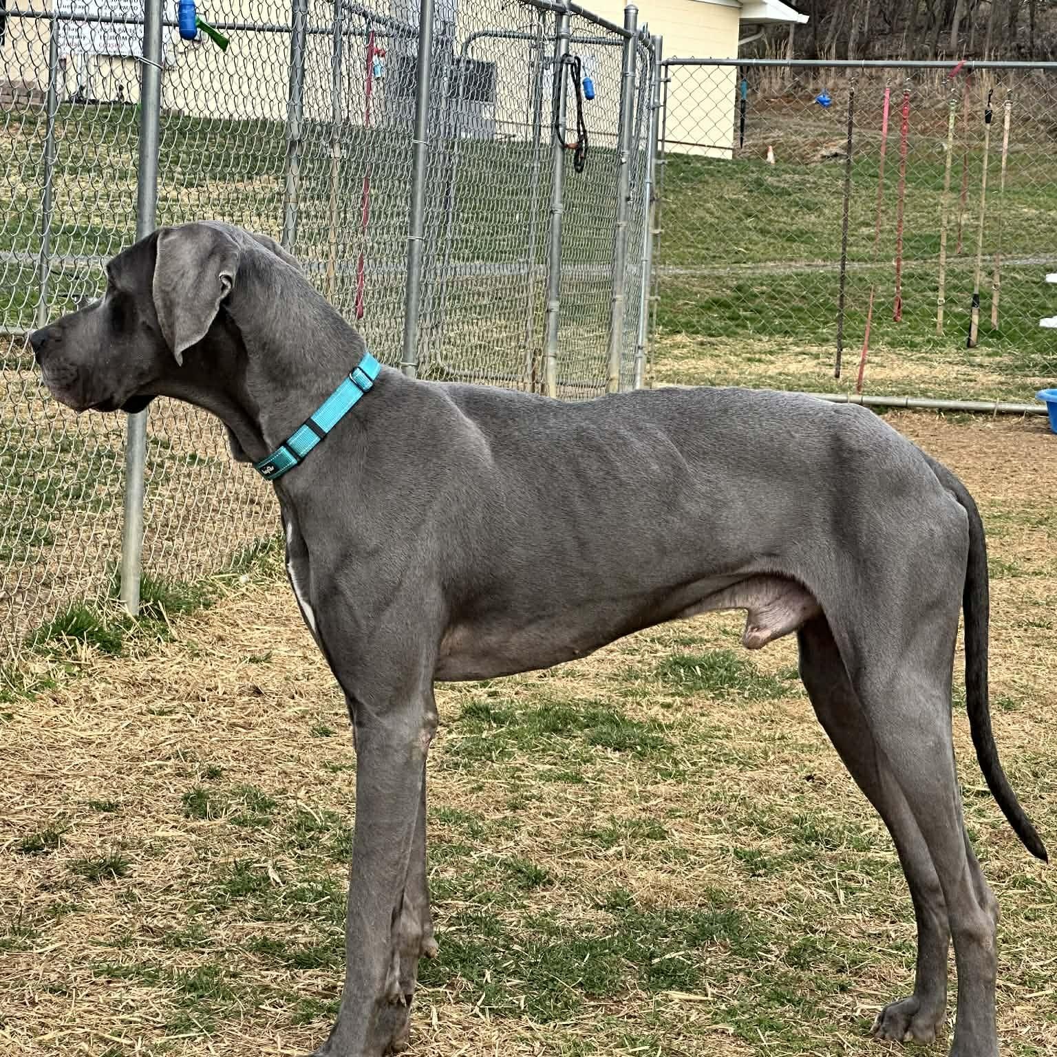 Enlarge Duke, a ADOPTABLE Great Dane in Somers, CT image 3/5