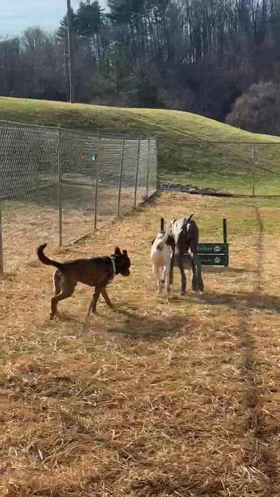 Enlarge Duke, a ADOPTABLE Great Dane in Somers, CT video 5/5