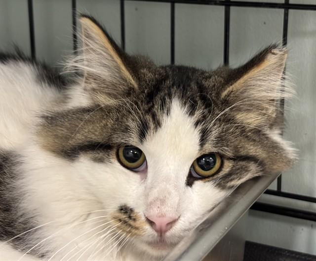 EGGNOG, Adoptable, Kitten Male Domestic Long Hair.