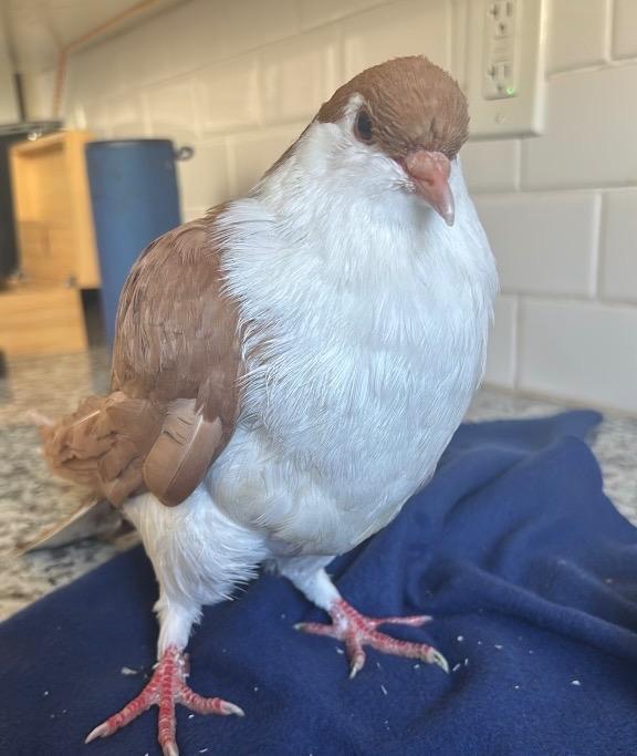 Etouffee w/Lalani, Adoptable, Young Female Pigeon.
