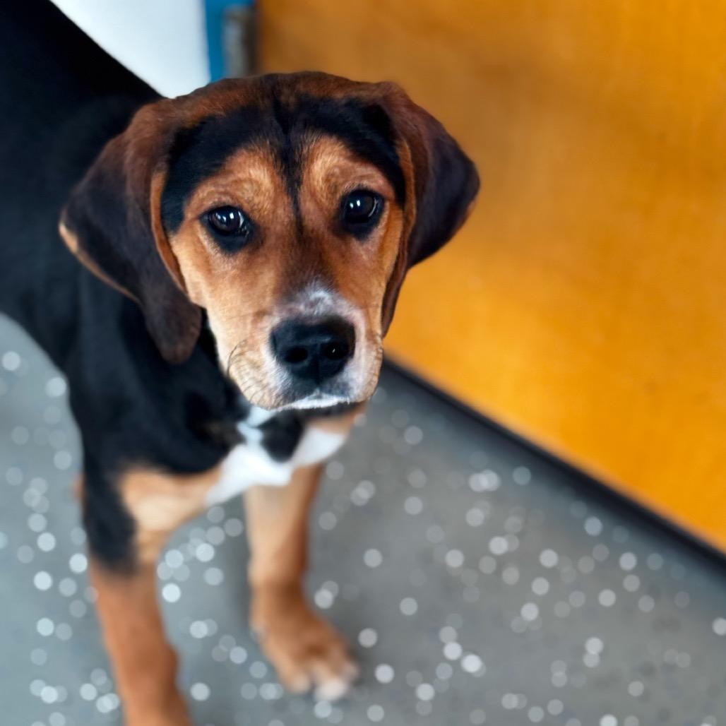Snuggles, Adoptable, Puppy Female Beagle & Black and Tan Coonhound.