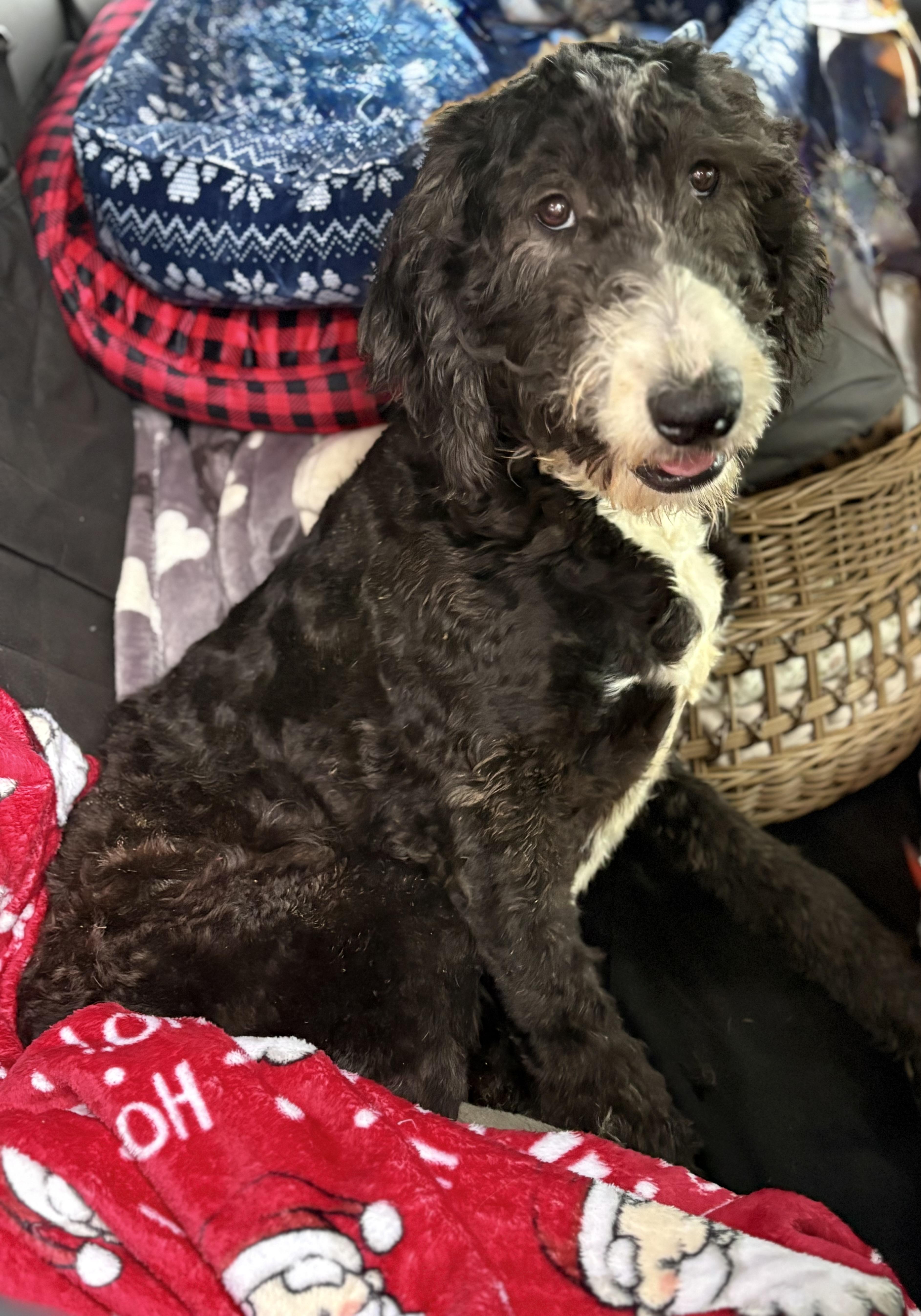 Enlarge Annie, a Adoptable mixed breed in Yuba City, CA image 2/5