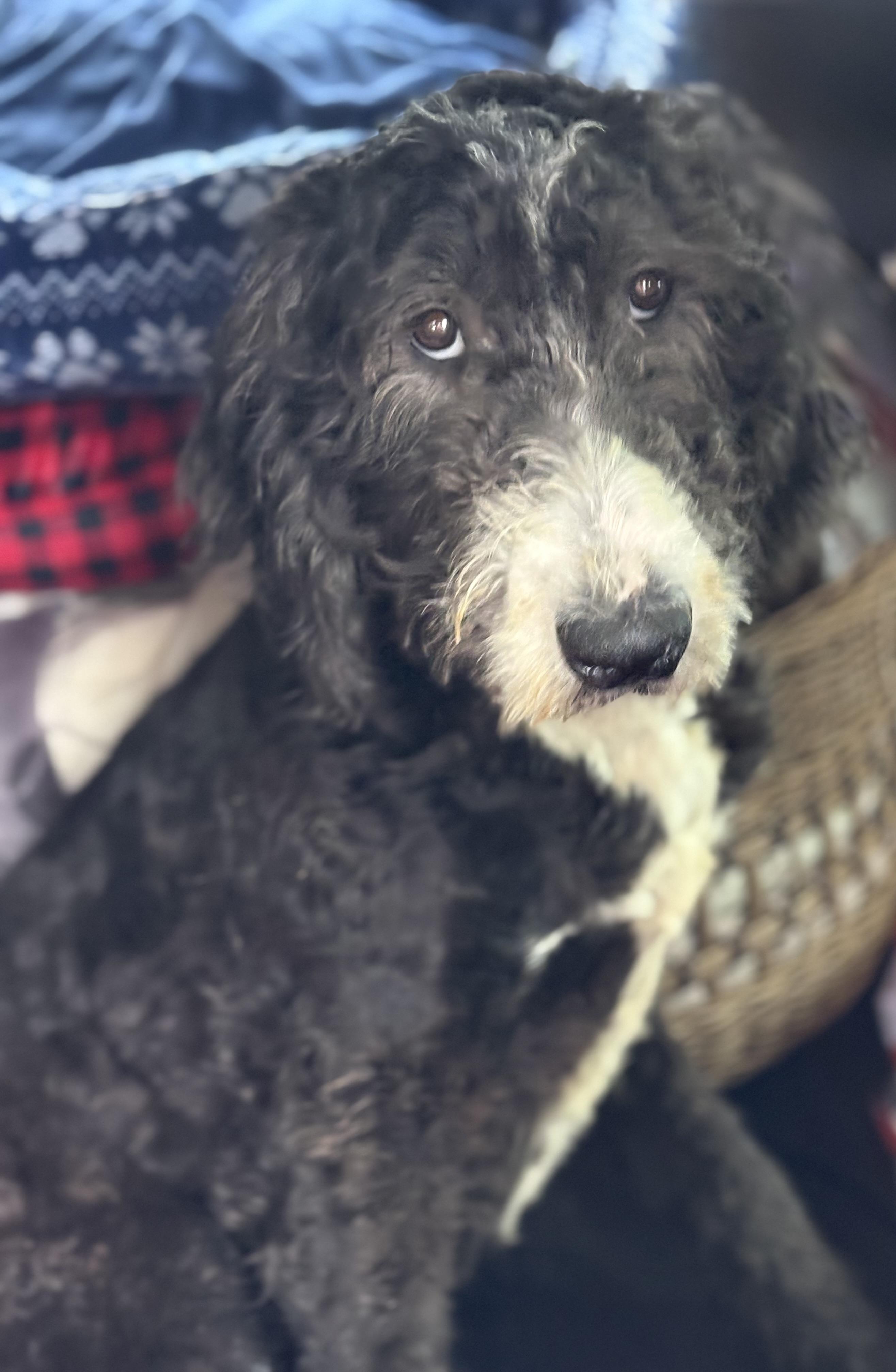 Enlarge Annie, a Adoptable mixed breed in Yuba City, CA image 3/5