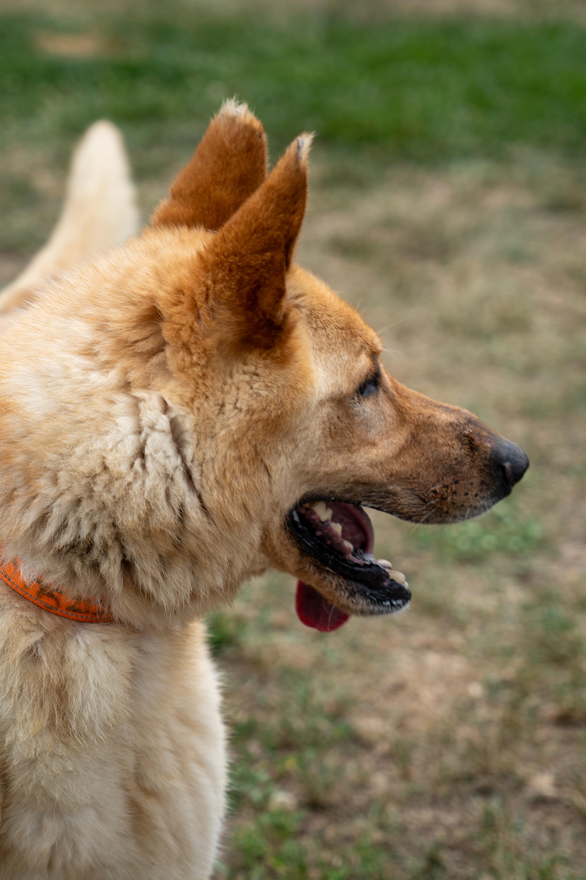 Coheed, a ADOPTABLE German Shepherd Dog in King George, VA image 3/4