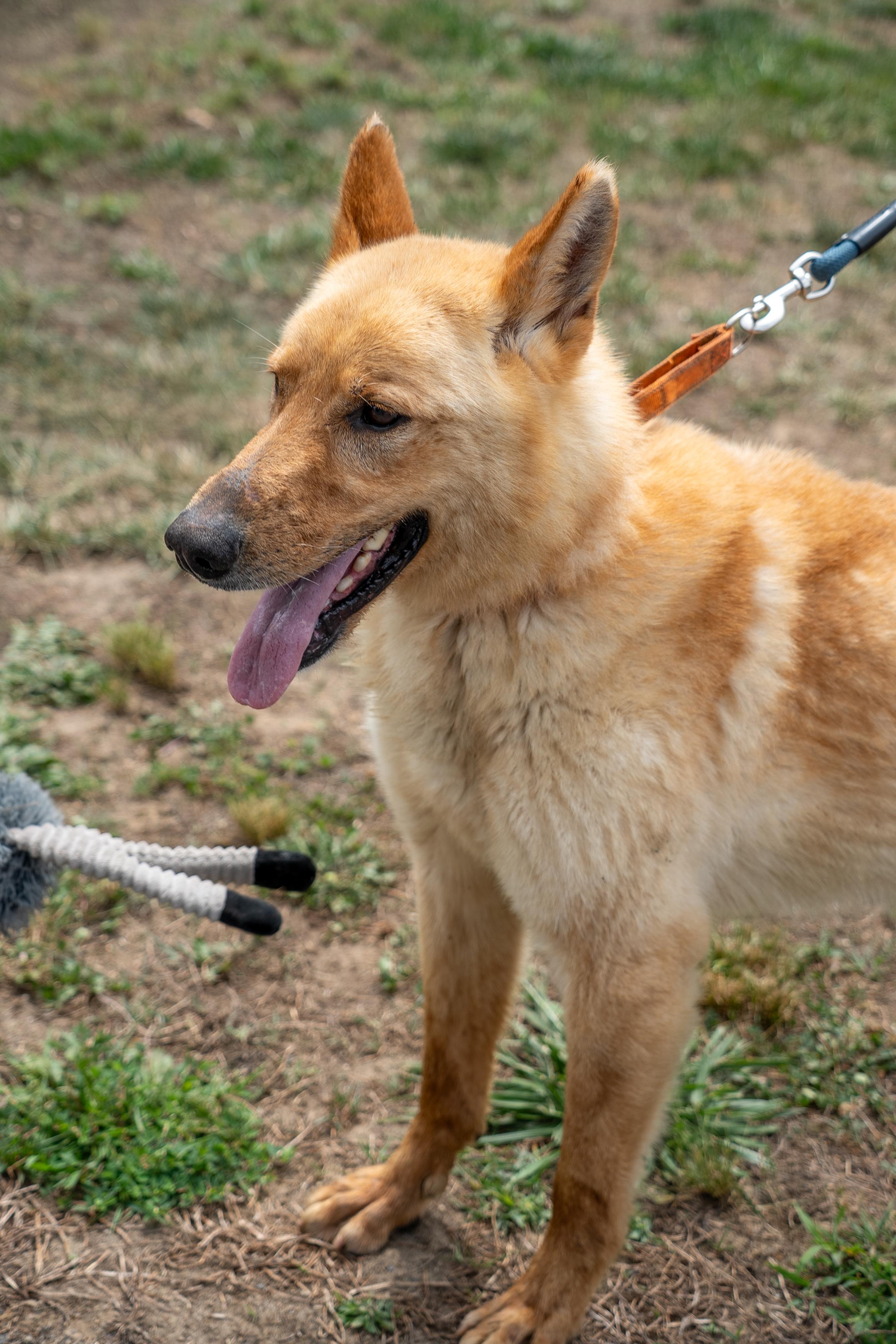 Coheed, a ADOPTABLE German Shepherd Dog in King George, VA image 4/4