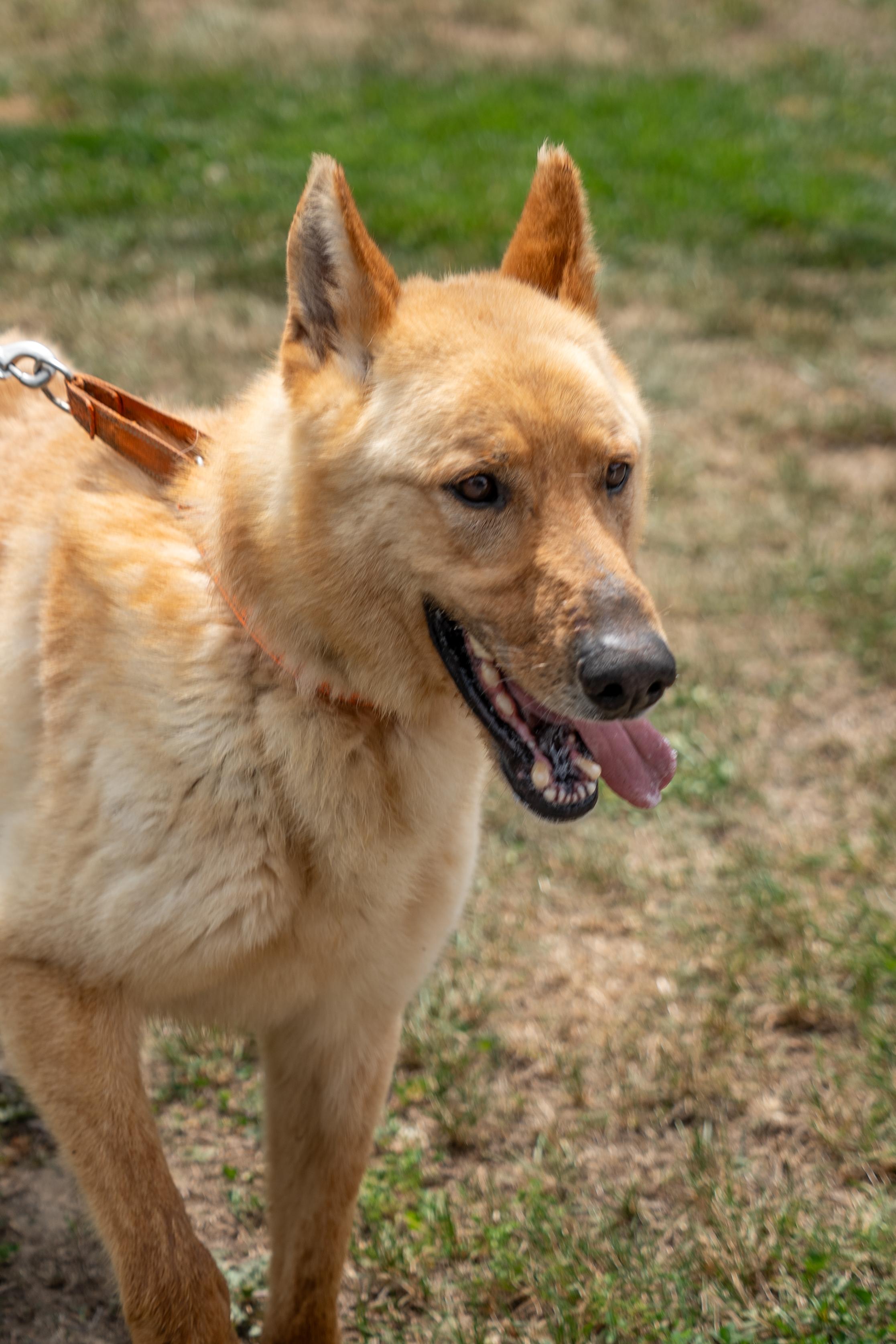 Coheed, a ADOPTABLE German Shepherd Dog in King George, VA image 2/4