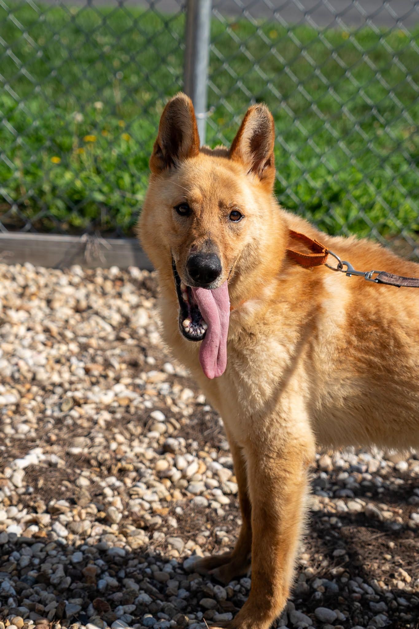 Coheed, ADOPTABLE, Adult Male German Shepherd Dog.