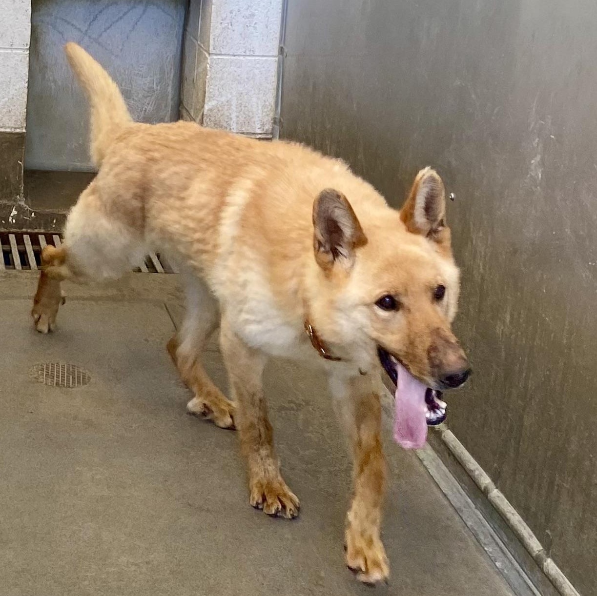 Coheed, ADOPTABLE, Adult Male German Shepherd Dog.