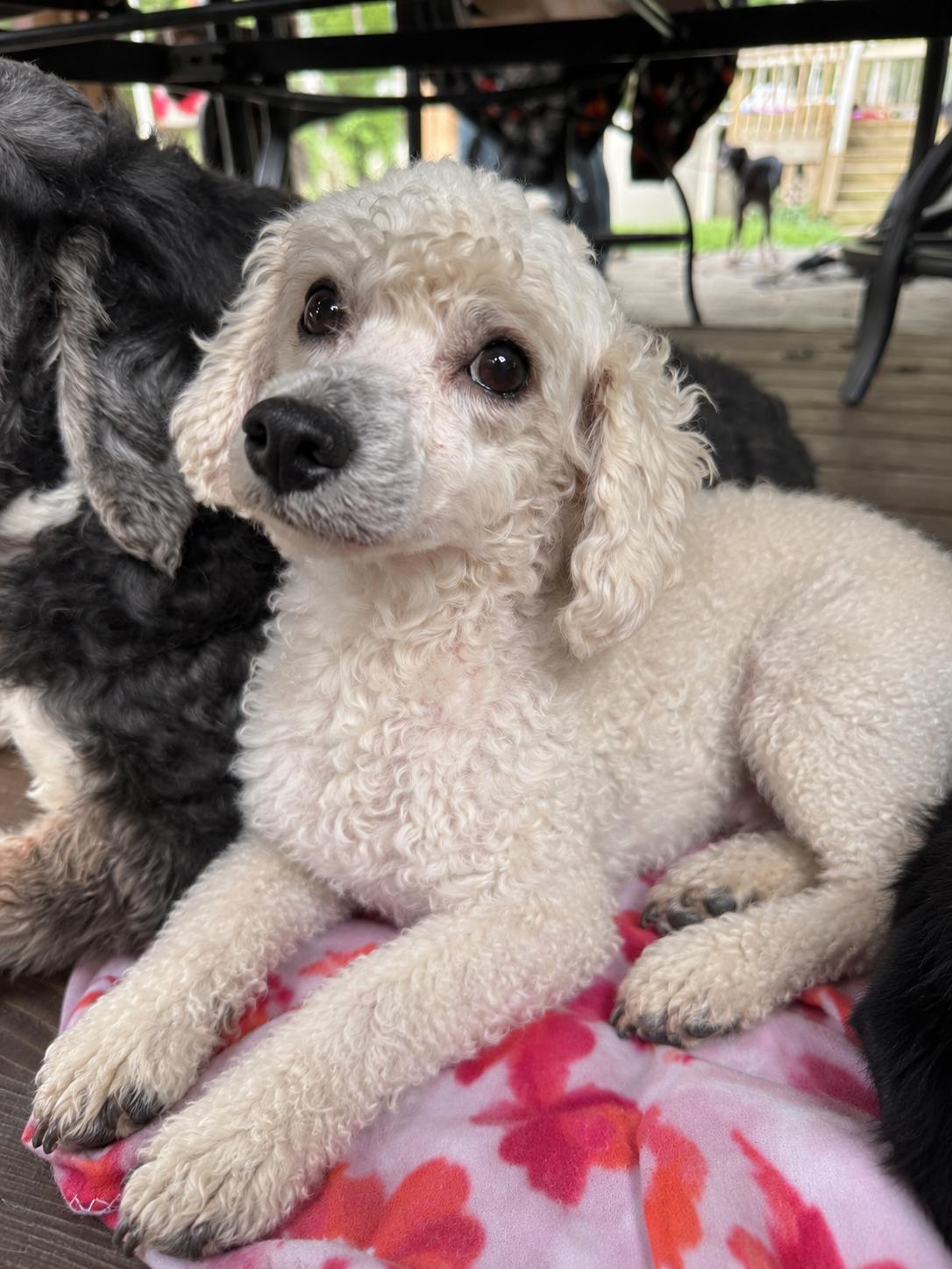 Beckett, Adoptable, Adult Male Maltipoo.