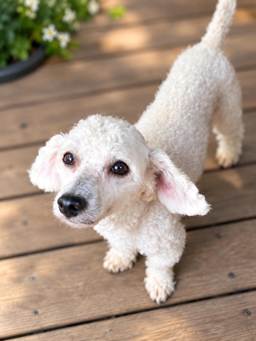 Enlarge Beckett, a Adoptable Maltipoo in Delmar, NY image 2/3