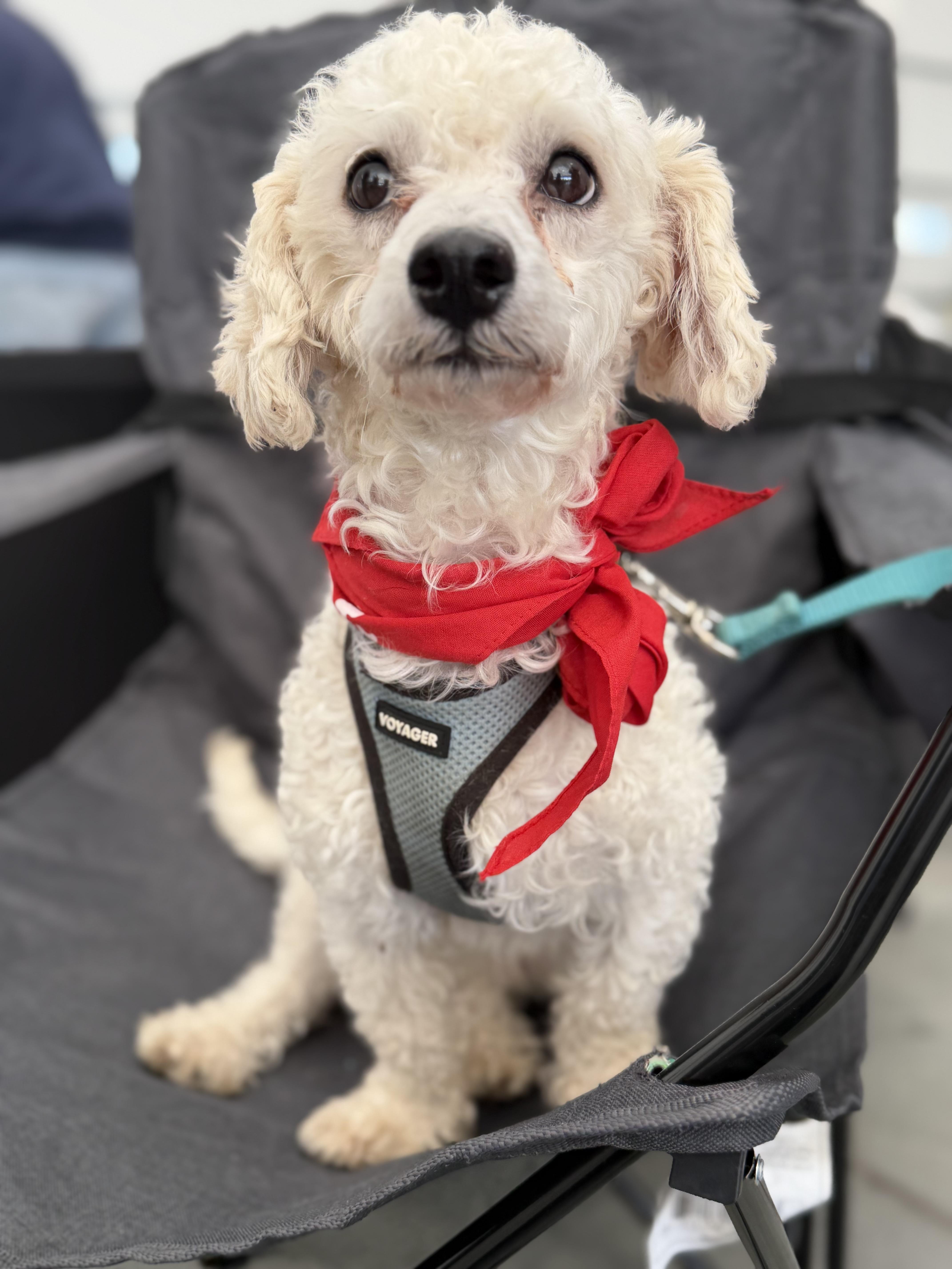 Beckett, Adoptable, Adult Male Maltipoo.