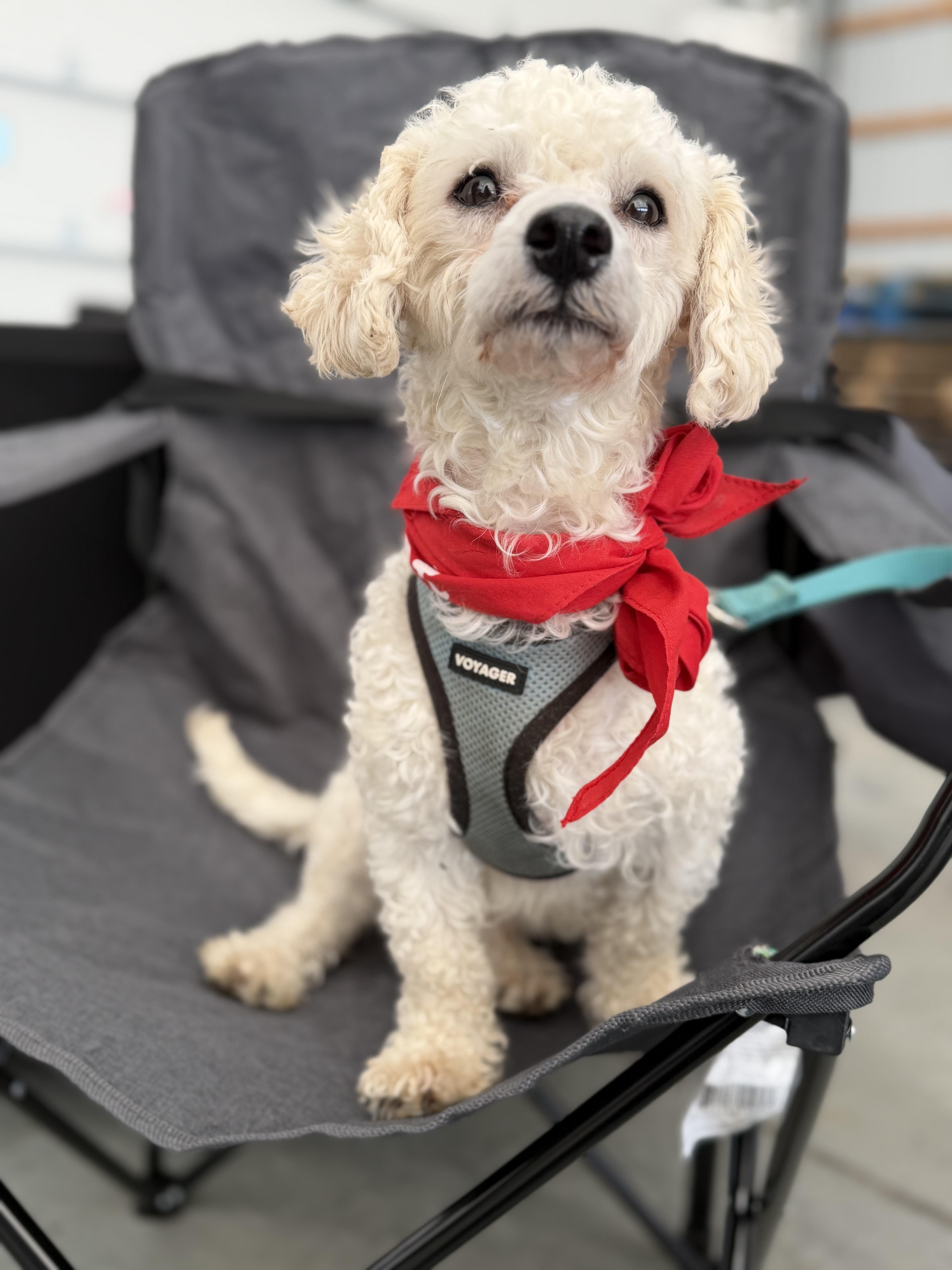 Enlarge Beckett, a Adoptable Maltipoo in Delmar, NY image 6/6
