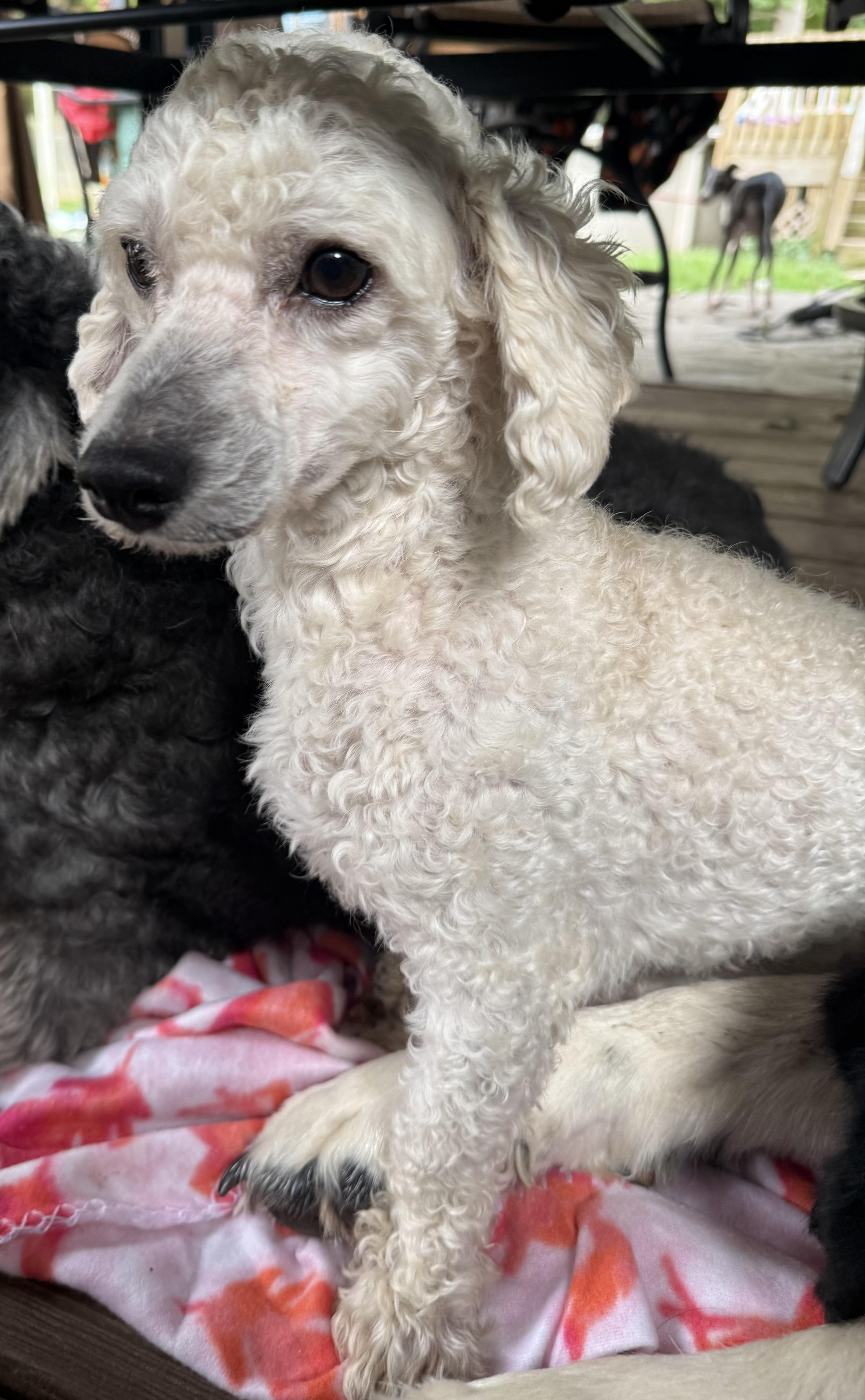 Enlarge Beckett, a Adoptable Maltipoo in Delmar, NY image 3/3