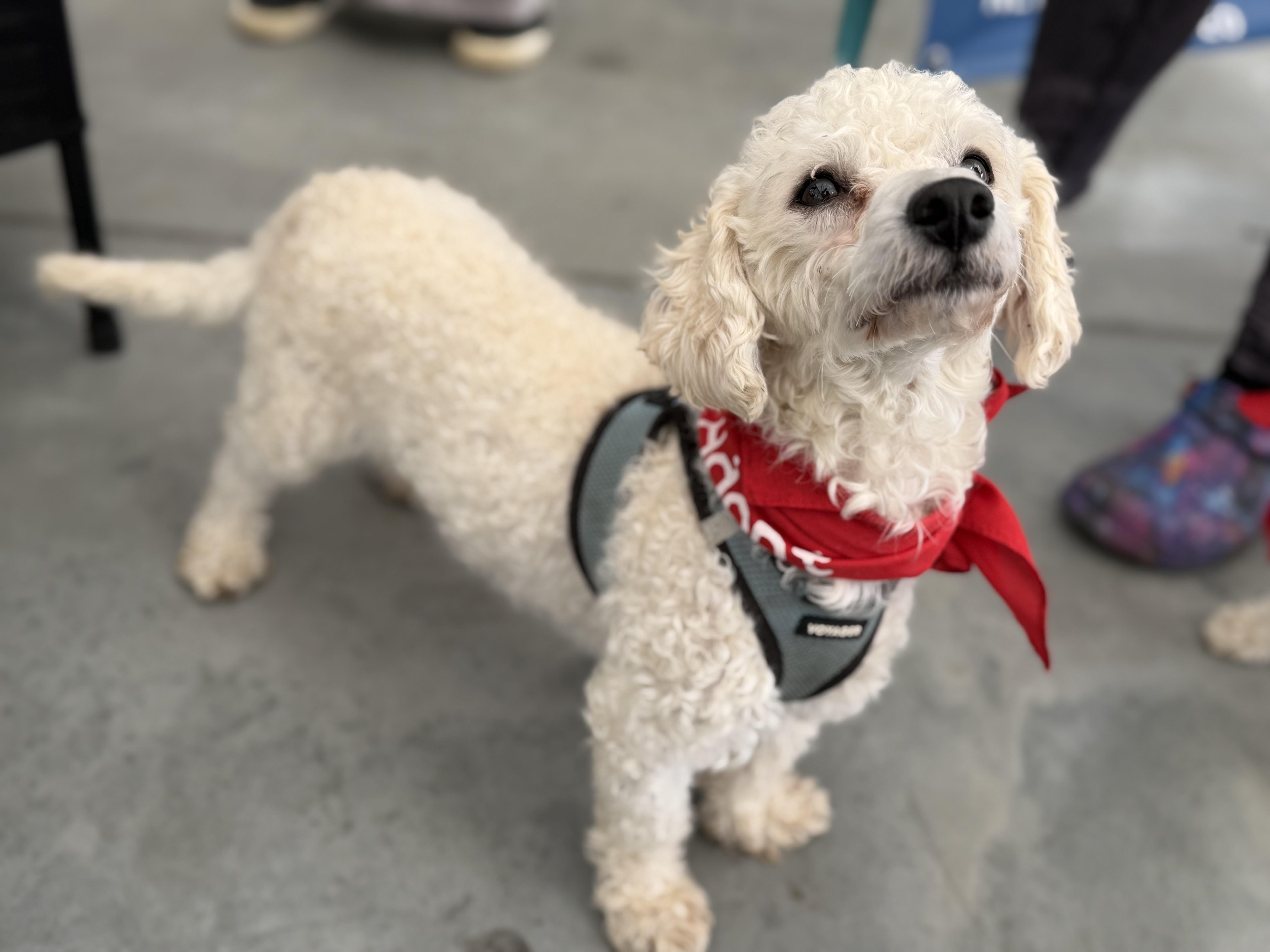 Enlarge Beckett, a Adoptable Maltipoo in Delmar, NY image 5/6