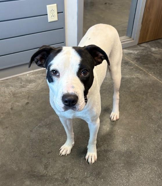 EINSTEIN, Adoptable, Young Male Labrador Retriever & Mixed Breed.