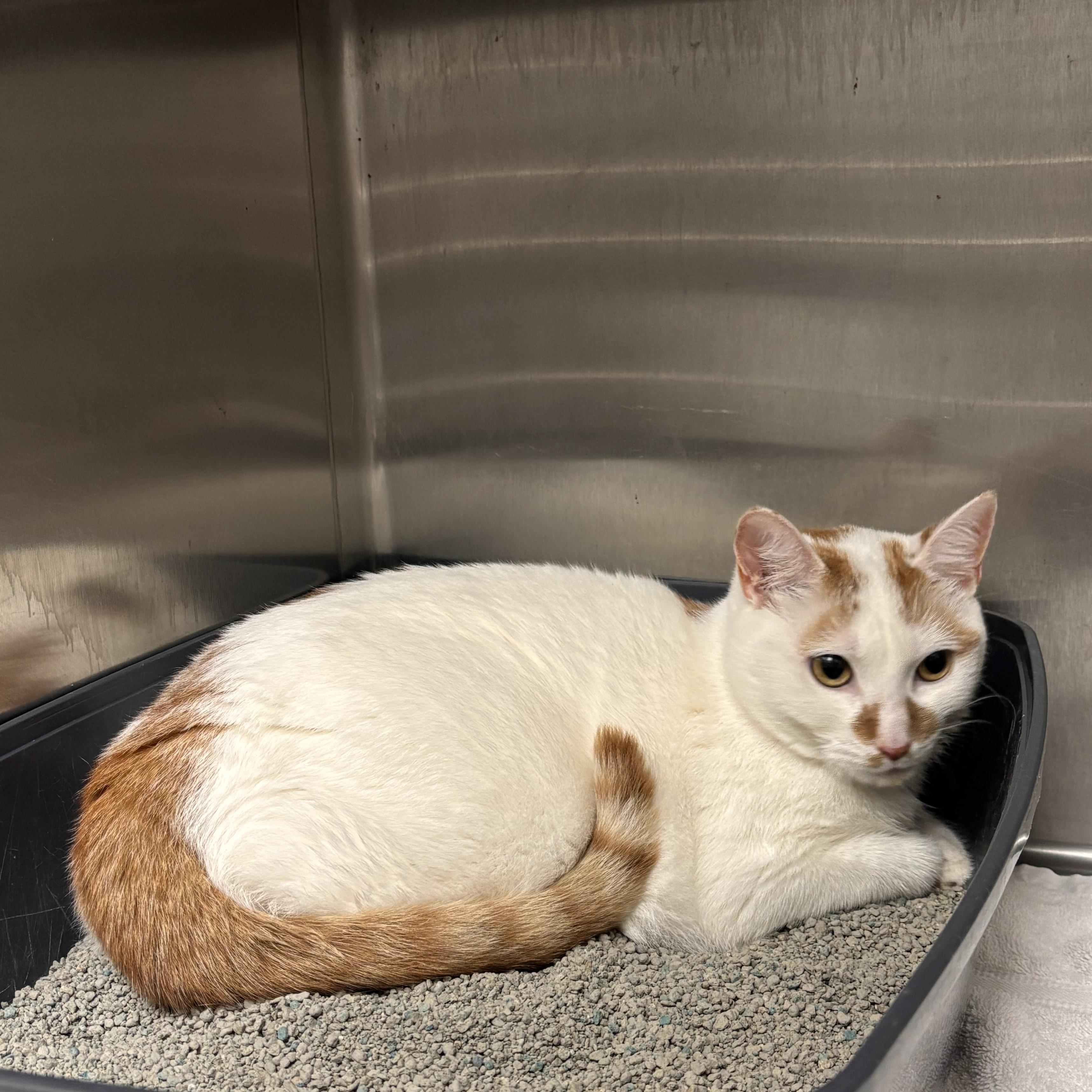 Honey, Adoptable, Adult Female Domestic Short Hair.