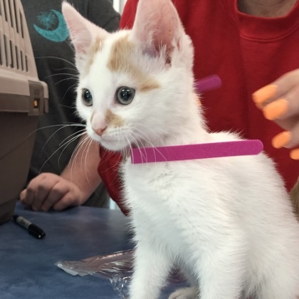 Honey, a Adoptable Domestic Short Hair in Charleston, SC image 2/2