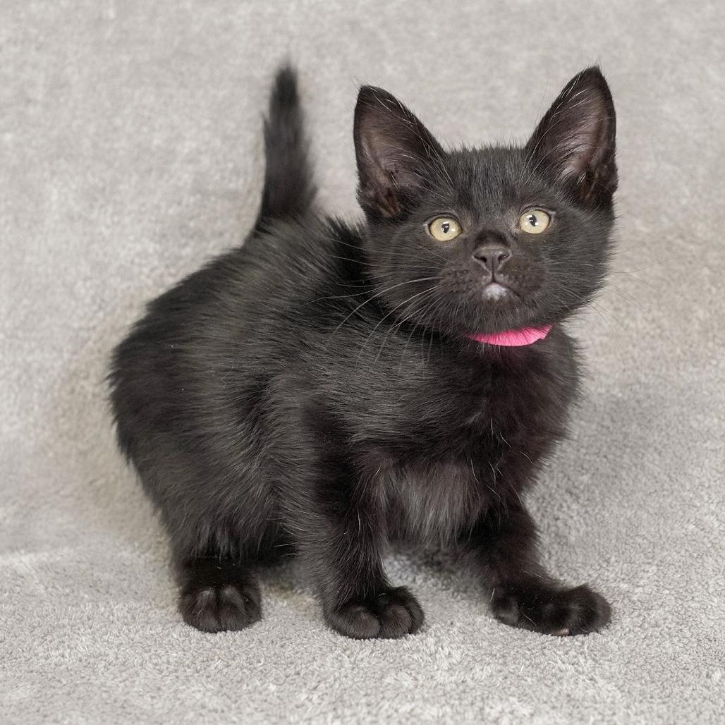 Sparrow, Adoptable, Kitten Male Domestic Short Hair.