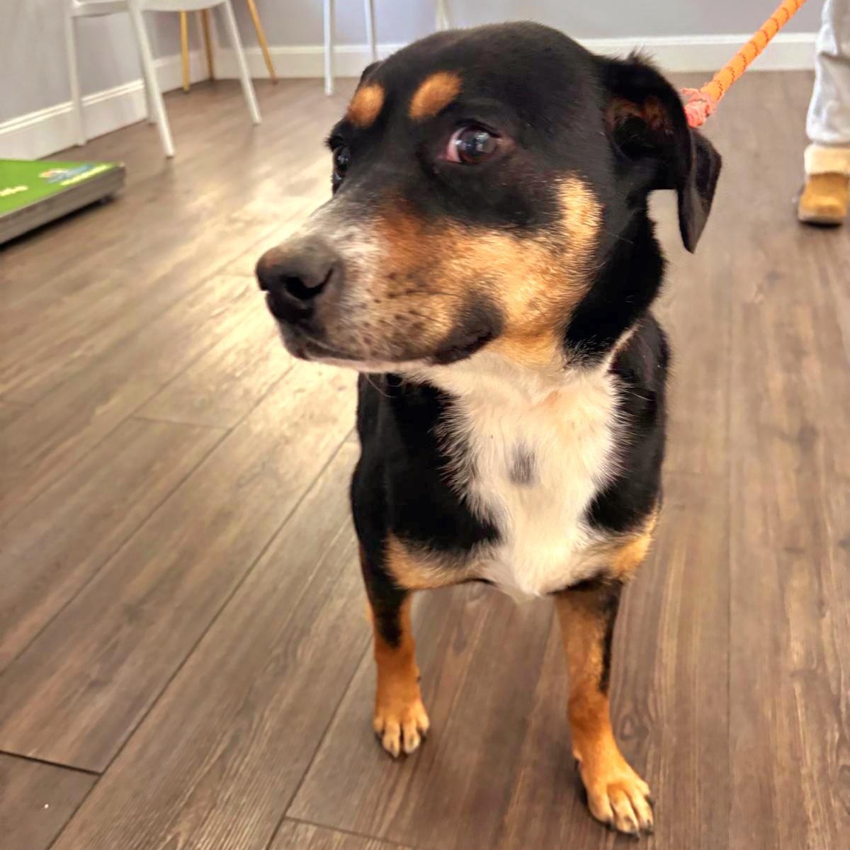 Enlarge DORA "In NY: Foster &/or Forever Home Needed!", a Adoptable mixed breed in New York, NY image 2/6