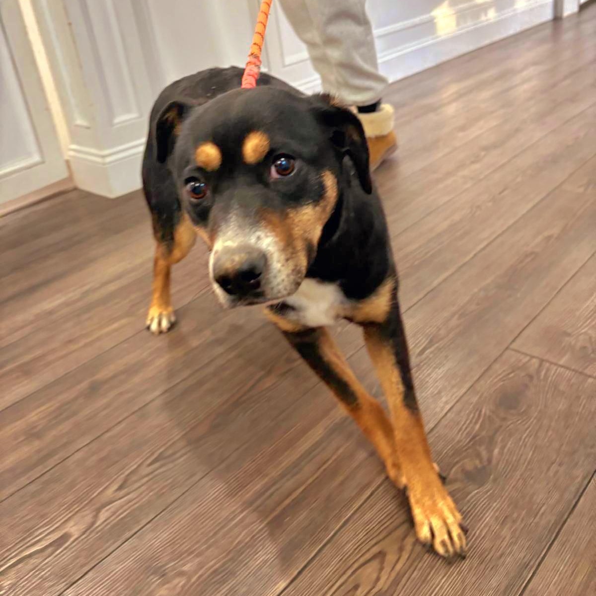 Enlarge DORA "In NY: Foster &/or Forever Home Needed!", a Adoptable mixed breed in New York, NY image 4/6