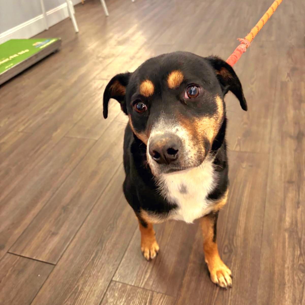 Enlarge DORA "In NY: Foster &/or Forever Home Needed!", a Adoptable mixed breed in New York, NY image 1/6