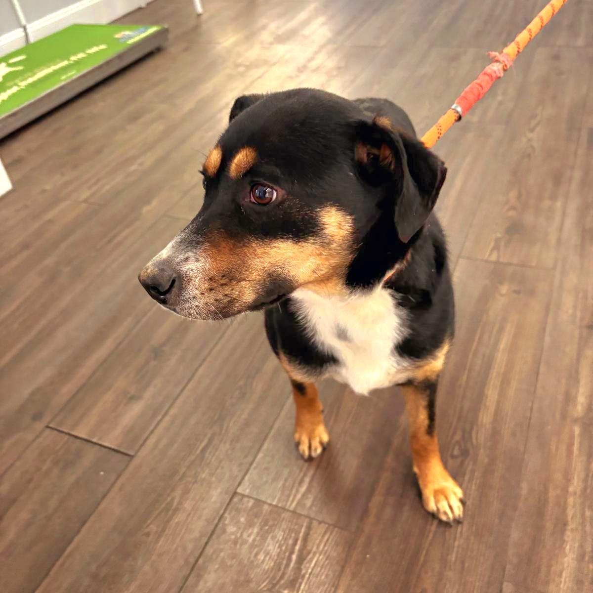 Enlarge DORA "In NY: Foster &/or Forever Home Needed!", a Adoptable mixed breed in New York, NY image 5/6