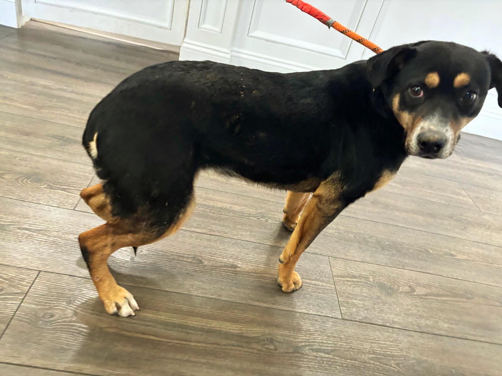Enlarge DORA "In NY: Foster &/or Forever Home Needed!", a Adoptable mixed breed in New York, NY image 3/6