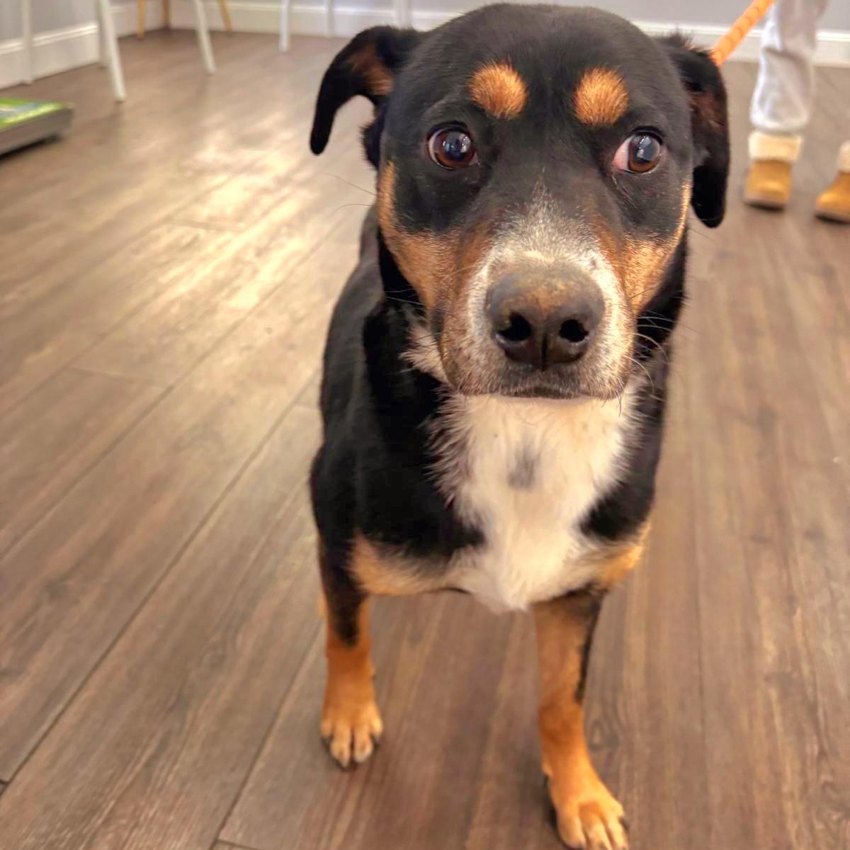 Enlarge DORA "In NY: Foster &/or Forever Home Needed!", a Adoptable mixed breed in New York, NY image 6/6