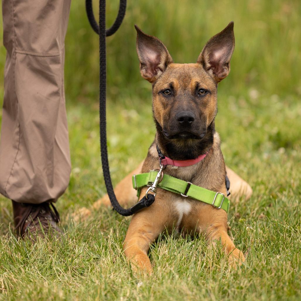 Kora, a Adoptable Mixed Breed in Waukesha, WI image 2/6