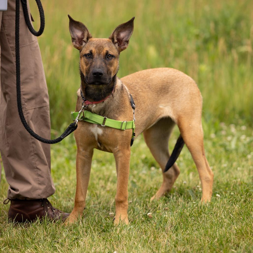 Kora, a Adoptable Mixed Breed in Waukesha, WI image 3/6