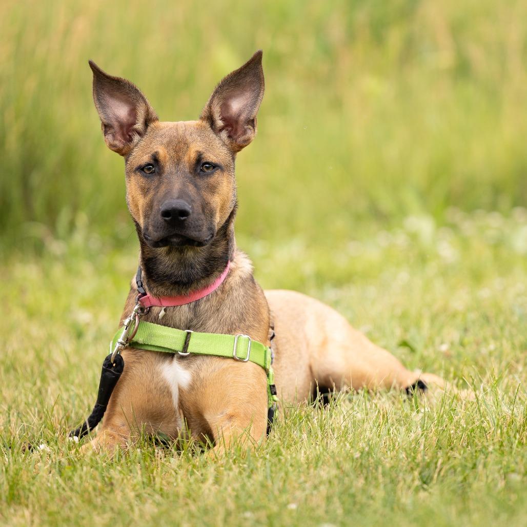 Kora, a Adoptable Mixed Breed in Waukesha, WI image 4/6