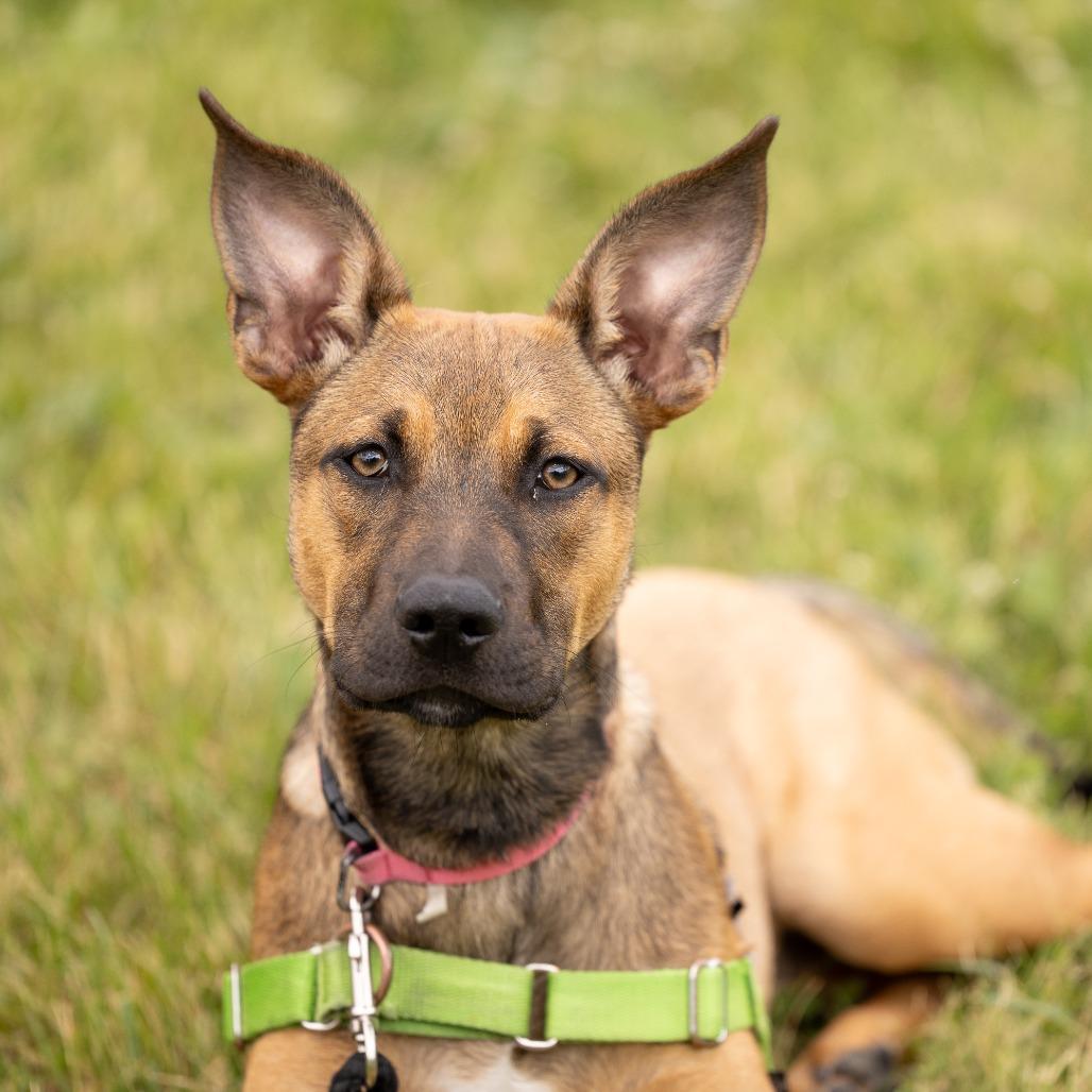 Kora, a Adoptable Mixed Breed in Waukesha, WI image 5/6
