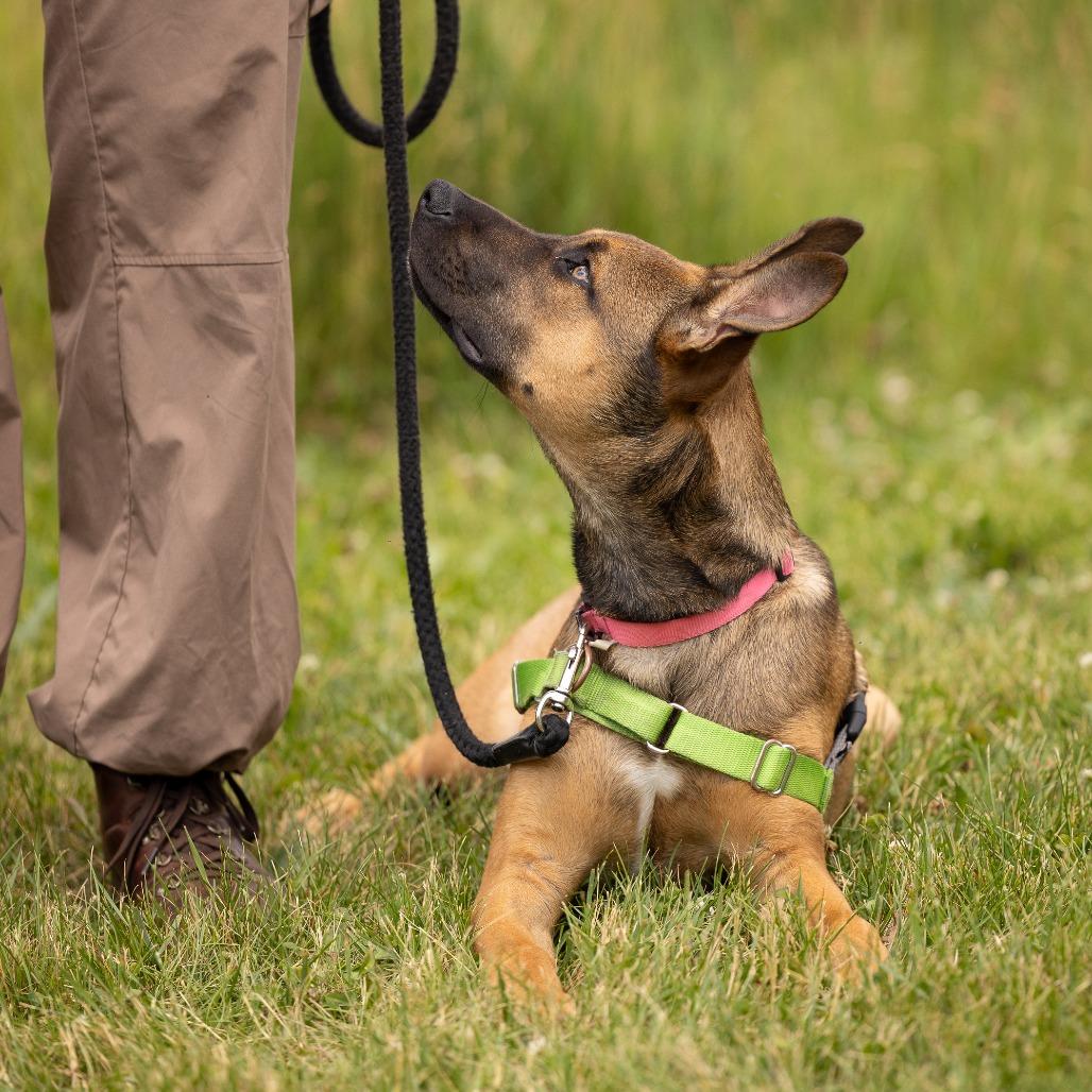 Kora, a Adoptable Mixed Breed in Waukesha, WI image 6/6