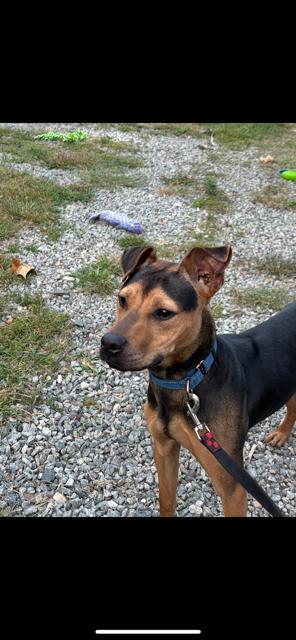 Enlarge PRESLEY, a Adopted mixed breed in Bloomingdale, NJ image 1/3