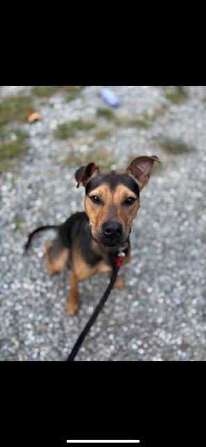 Enlarge PRESLEY, a Adopted mixed breed in Bloomingdale, NJ image 2/3