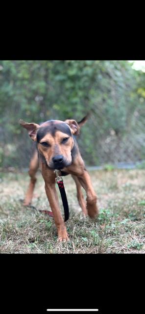 Enlarge PRESLEY, a Adopted mixed breed in Bloomingdale, NJ image 3/3