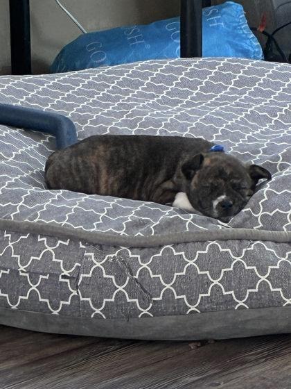 Squidward, Adoptable, Puppy Male Mixed Breed & Mixed Breed.