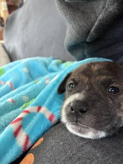 Squidward, a Adoptable mixed breed in Hobart, IN image 2/3