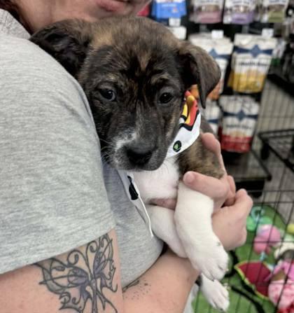 Squidward, a Adoptable mixed breed in Hobart, IN image 3/3