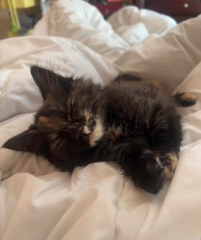 Enlarge Kit, a Adopted Domestic Medium Hair in Jackson, NJ image 1/2