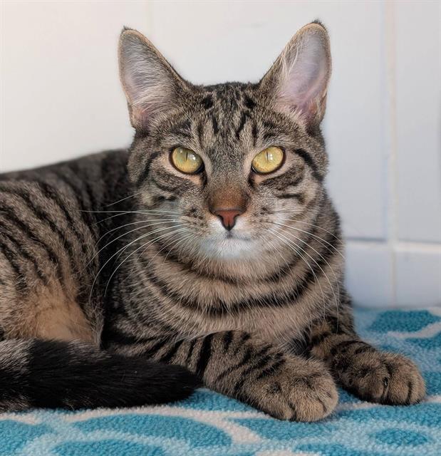 BOWIE, Adoptable, Young Male Domestic Short Hair.