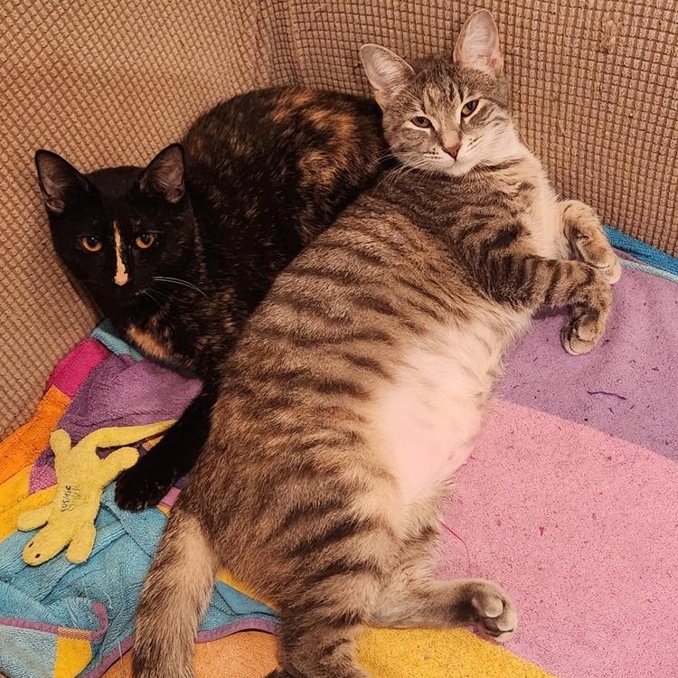 Sugar *BONDED* — thumbnail 6