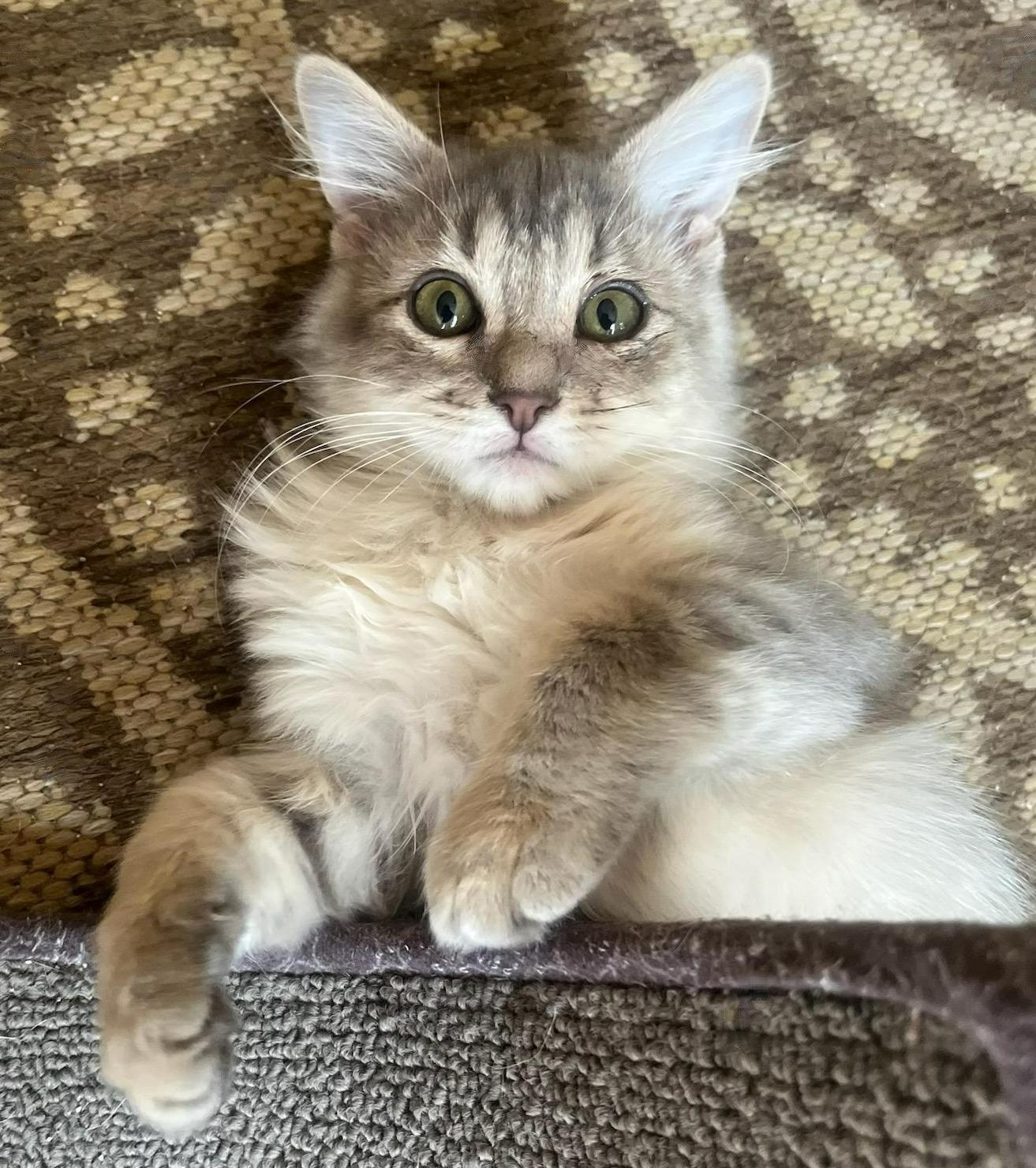 Posie