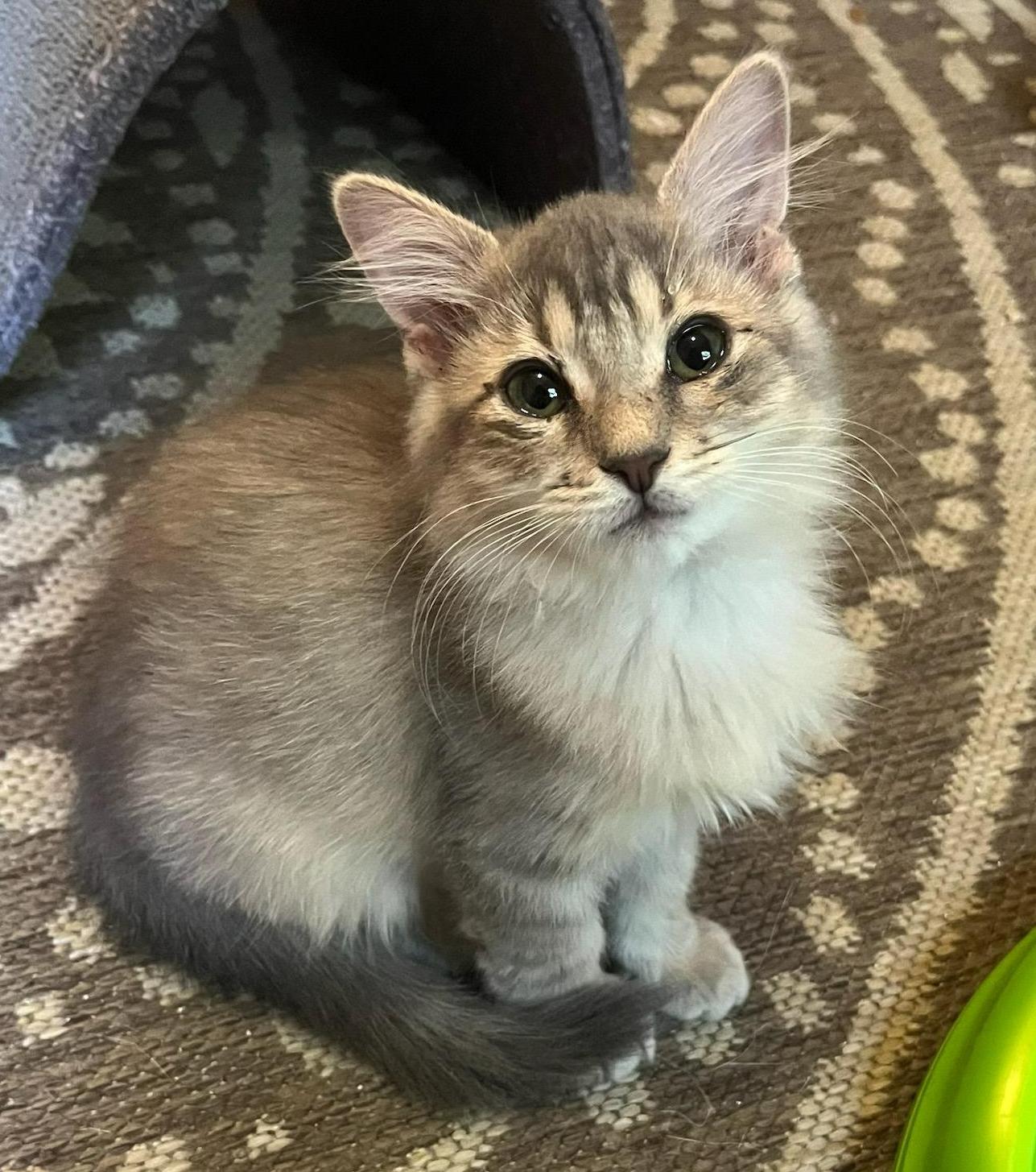 Posie