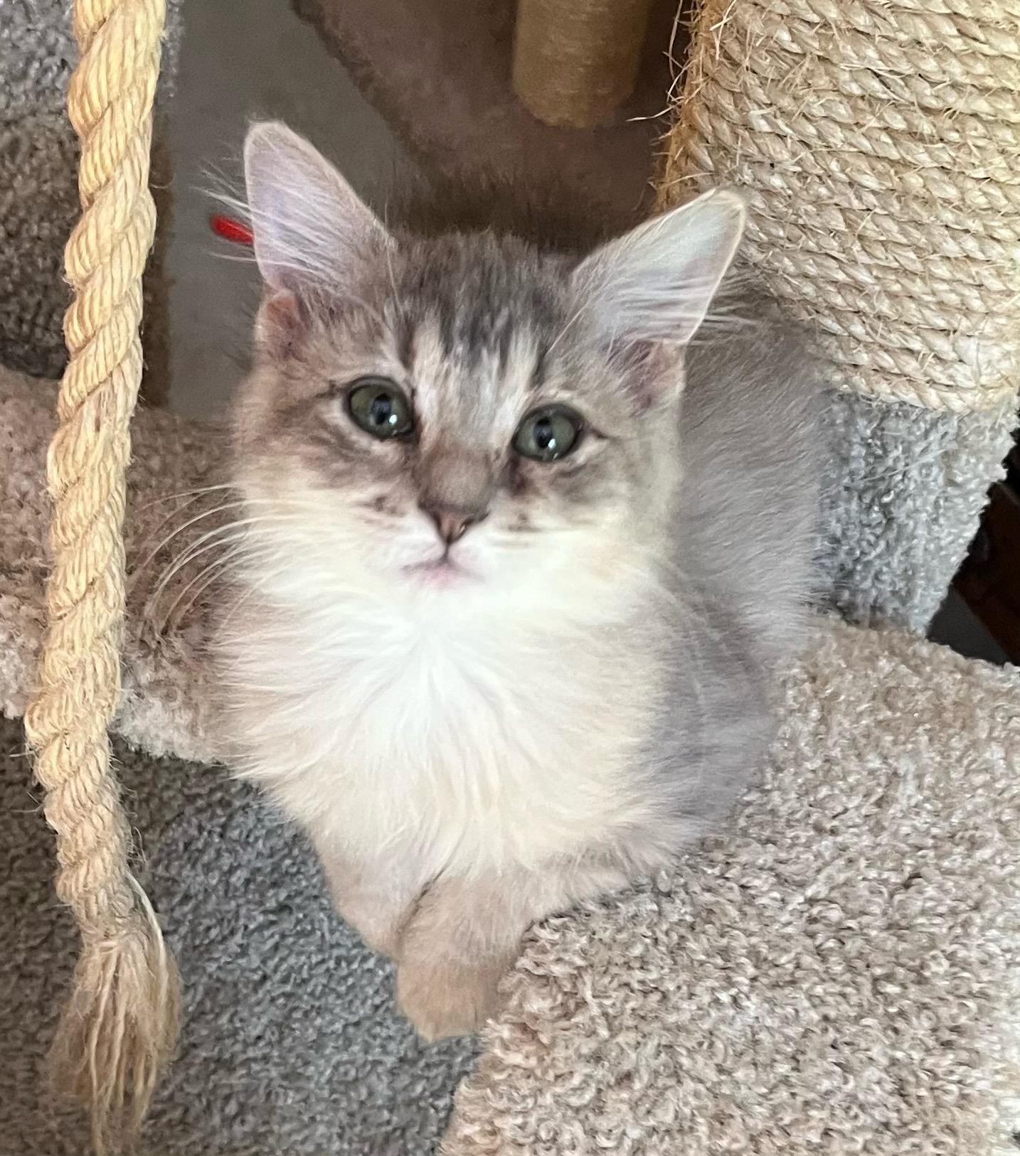 Posie