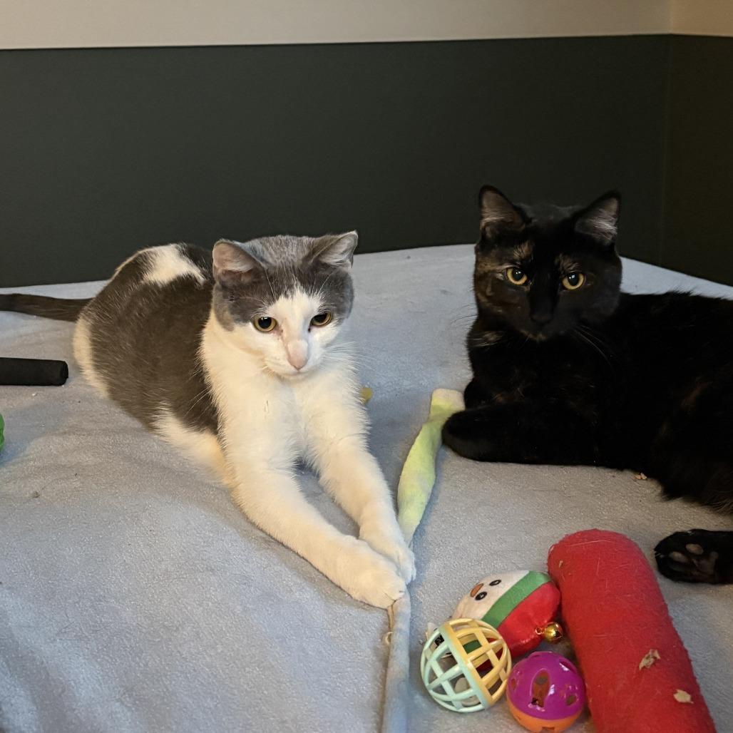 Angel C68673, Adoptable, Young Female Domestic Short Hair.