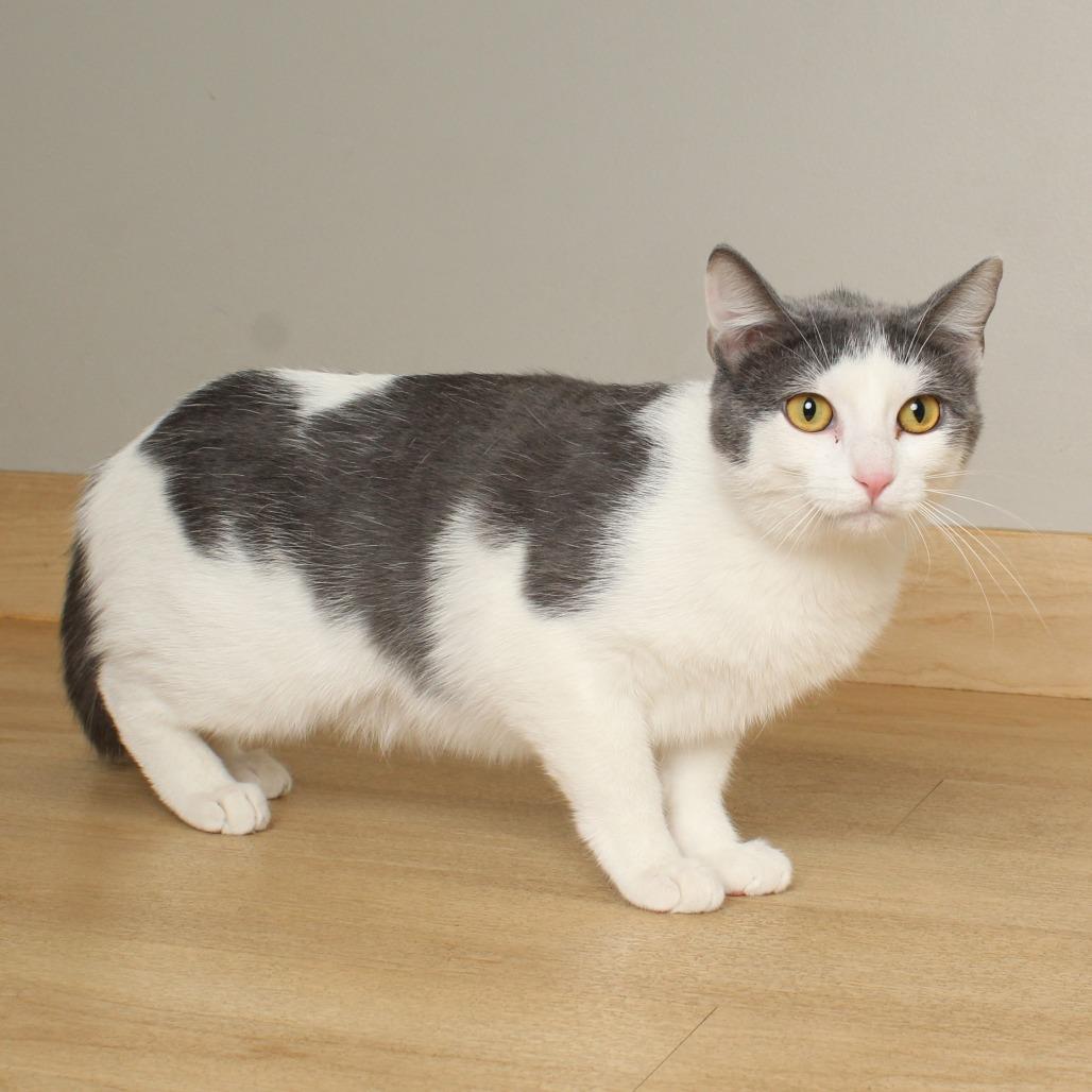 Enlarge Angel C68673, a Adoptable Domestic Short Hair in Minnetonka, MN image 2/6