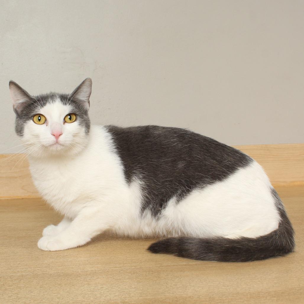Enlarge Angel C68673, a Adoptable Domestic Short Hair in Minnetonka, MN image 3/6