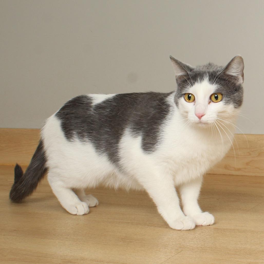 Enlarge Angel C68673, a Adoptable Domestic Short Hair in Minnetonka, MN image 4/6