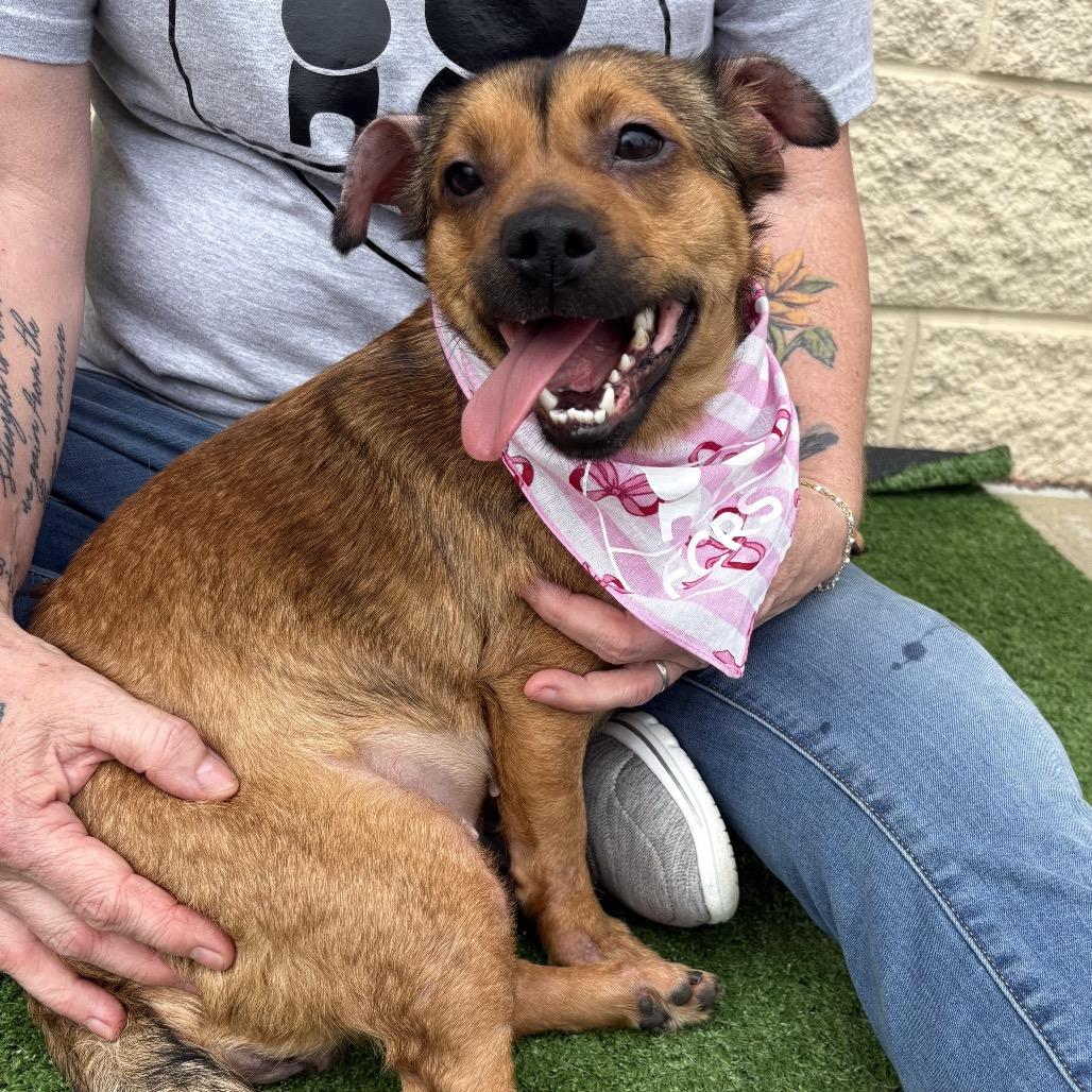 Butters, Adoptable, Adult Female Terrier.